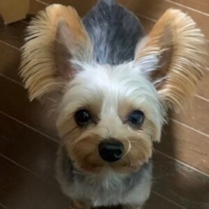 Dog Information : Dog’s Name: Raya. Age: 3 years old. Sex: Female . Spayed/Neutered: Yes