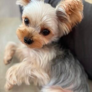 Dog Information : Dog’s Name: Cookie. Age: 3-4years old. Sex: Female . Weight: 5 lbs. Spayed/Neutered: Yes