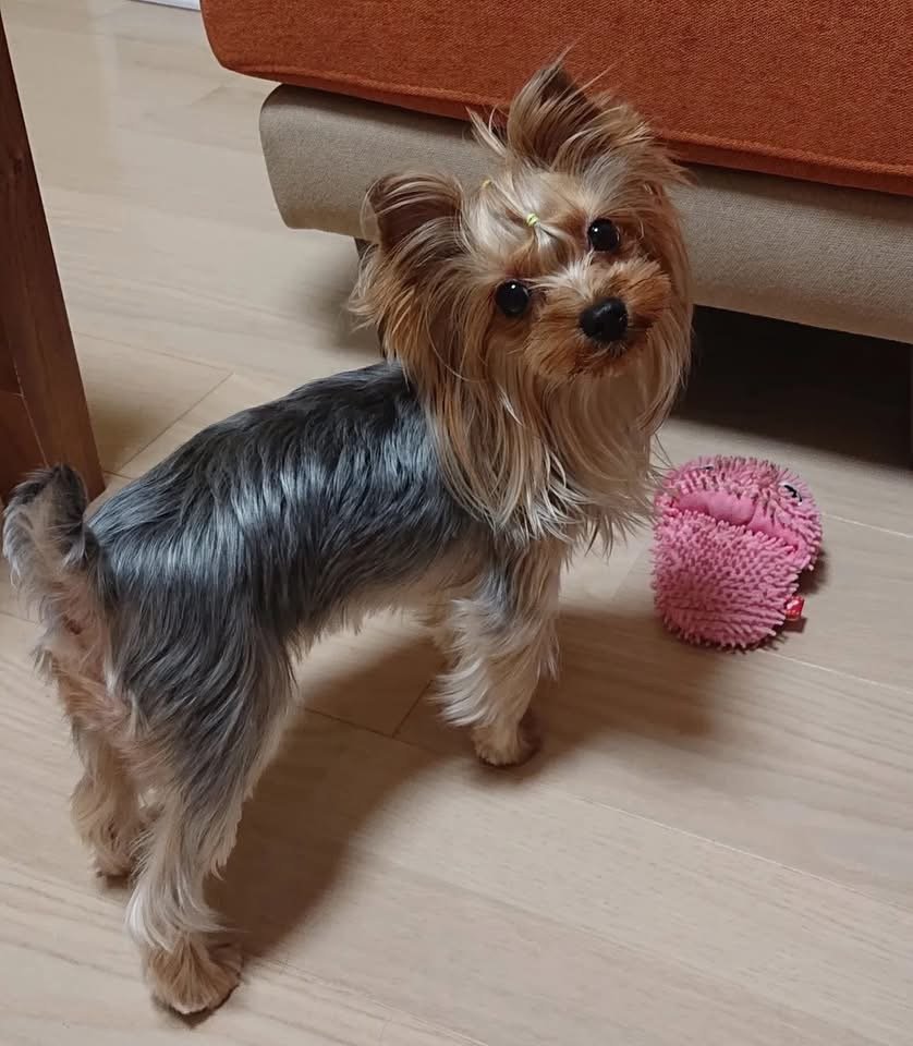 Dog Information : Dog’s Name: Coco. Age: 1 year old 7 months old. Sex: Female . Weight: 2lbs. Spayed/Neutered: Yes